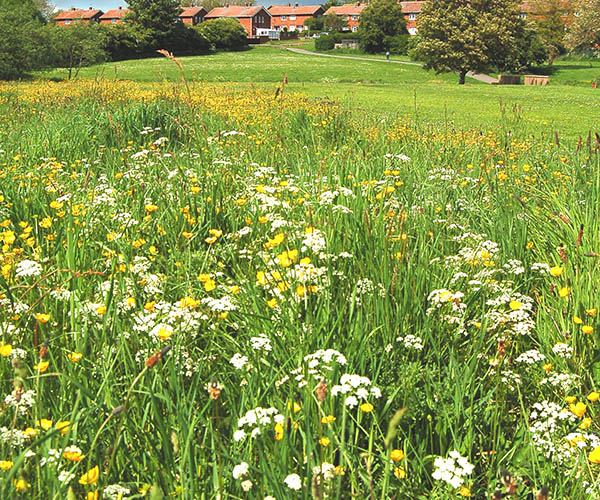 A wildflower meadow with white and yellow blooms