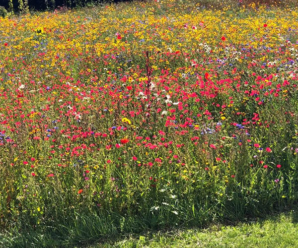 A wildflower meadow with multi-coloured blooms