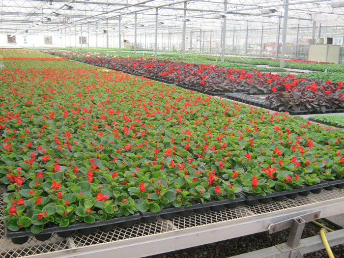 Blowers blooming in their beds in the nursery