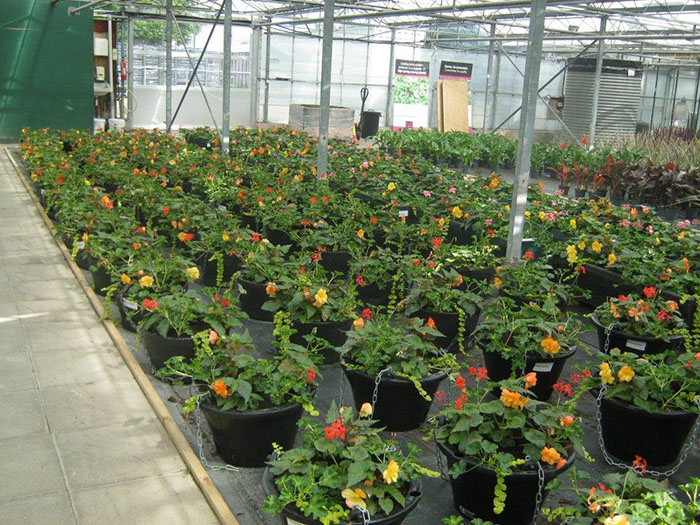 Blowers blooming in their pots in the nursery