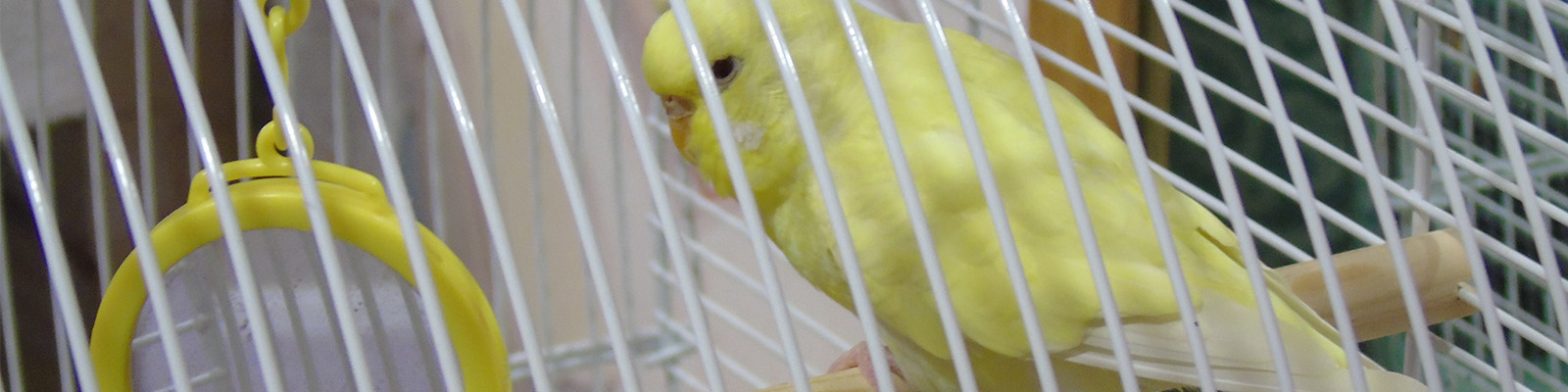 a budgie at Oban Court