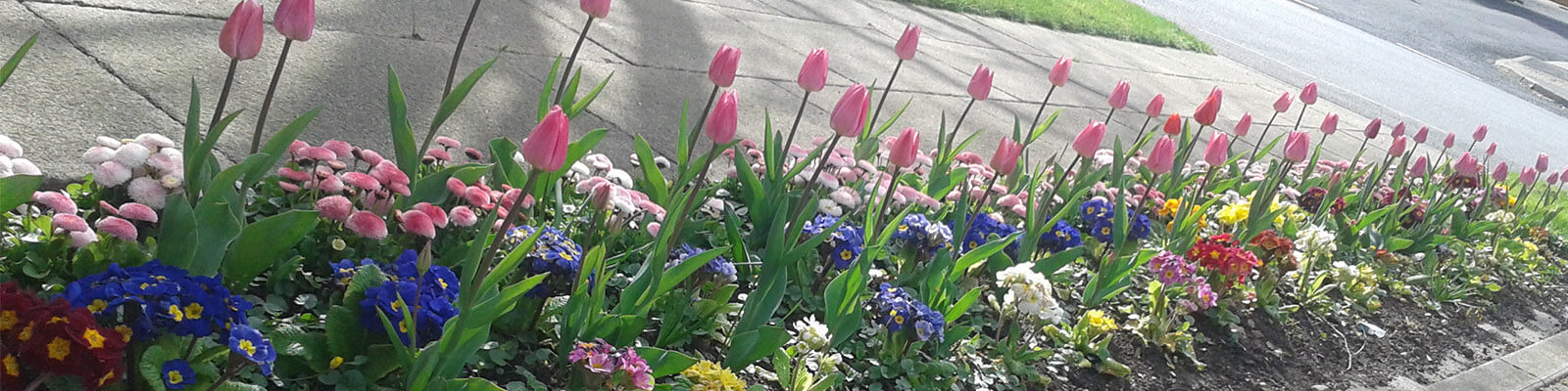 a flowerbed in bloom