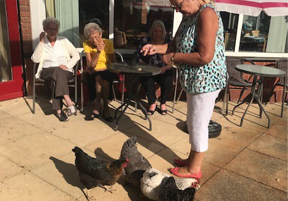 chickens being fed by residents