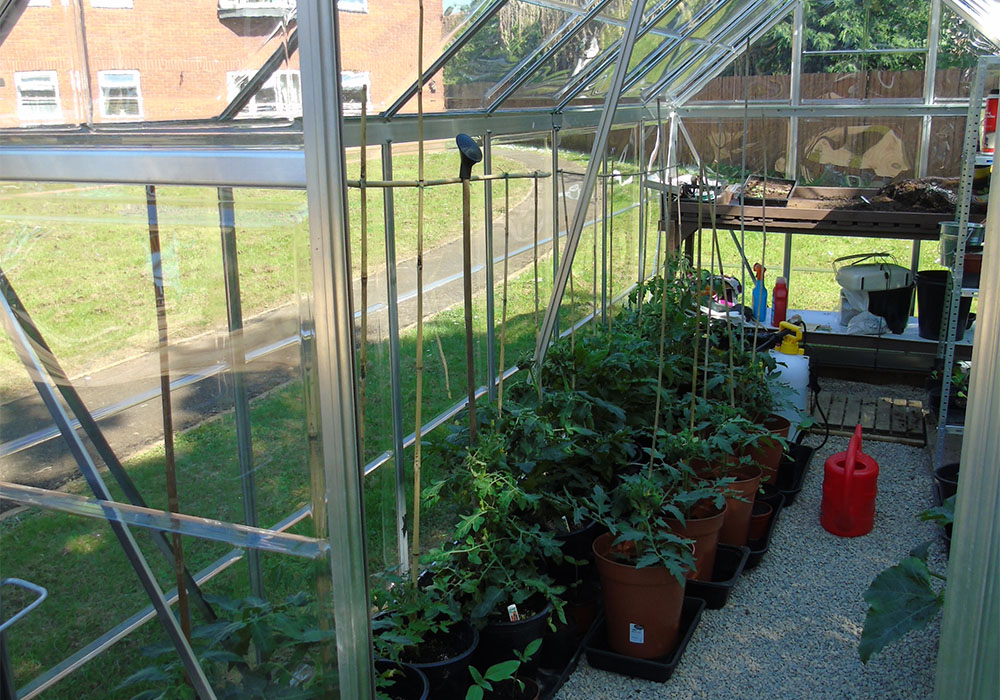 a green house with tomato saplings