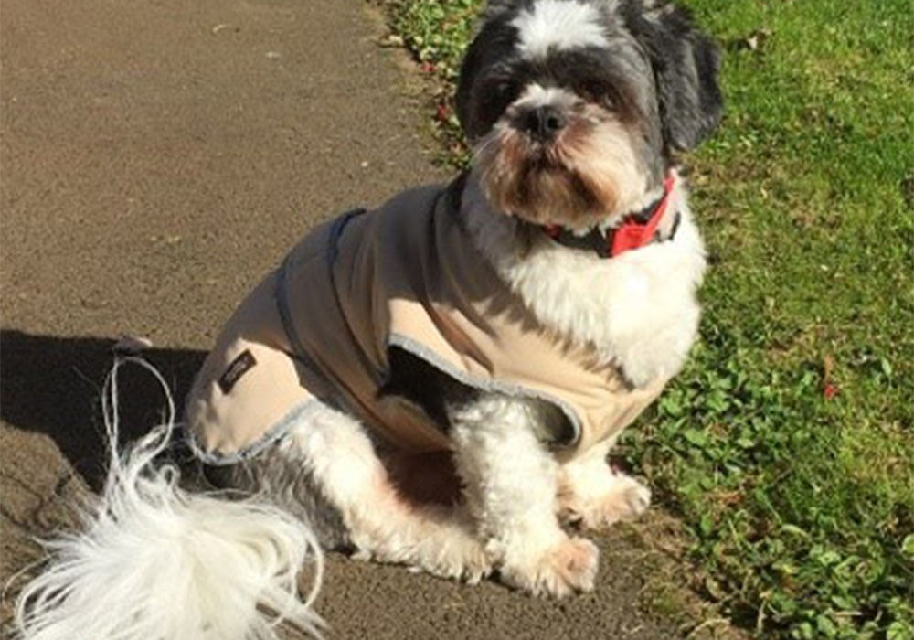 a residents pet dog