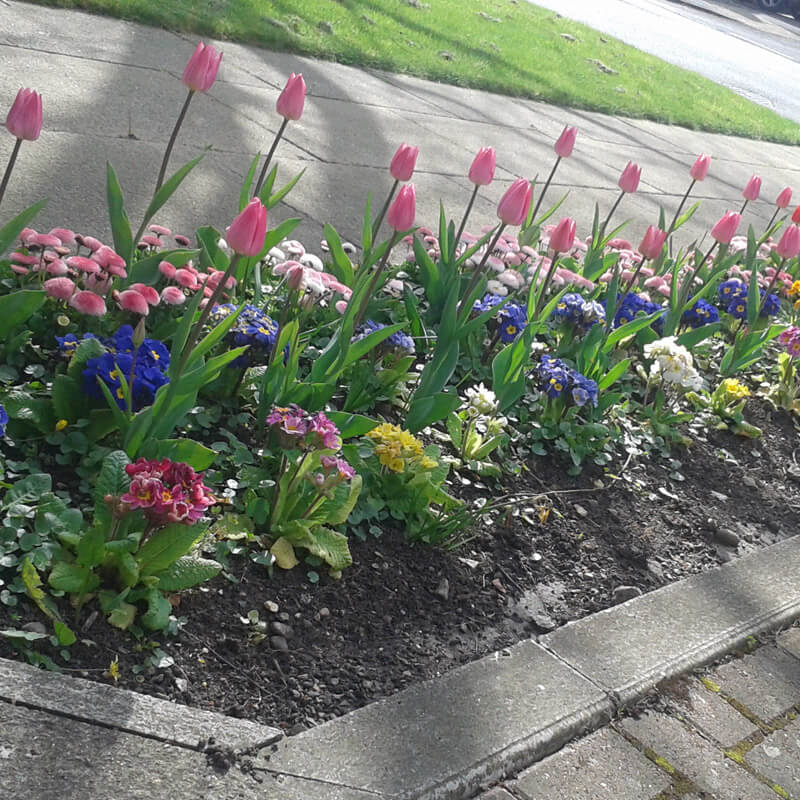 Flowers in bloom at Dalkeith House