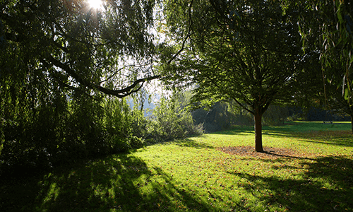 Trees at South Park