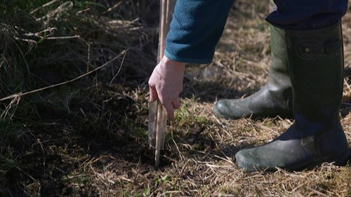 Image of tree being planted