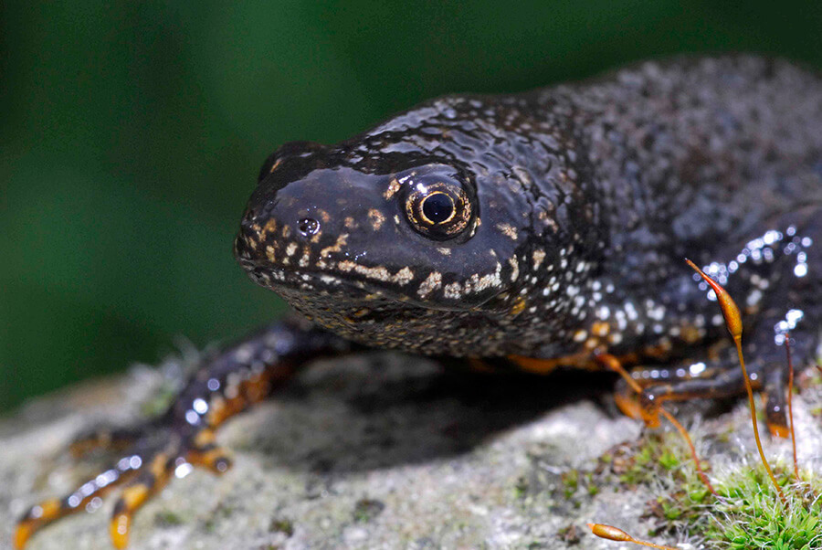 A Great Crested Newt