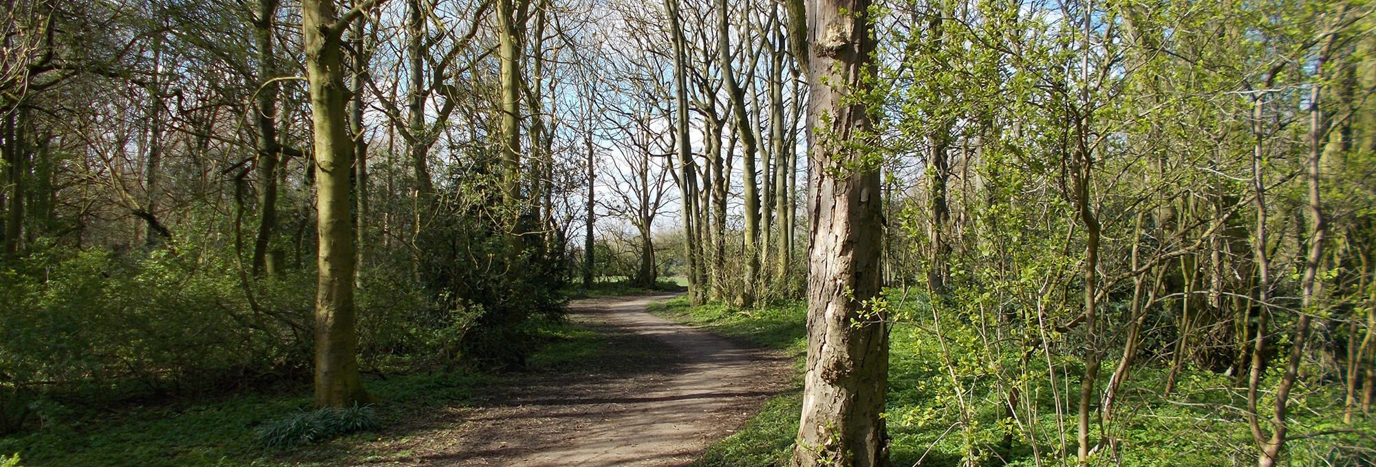 Beech Wood