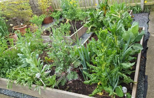 Picture of raised beds
