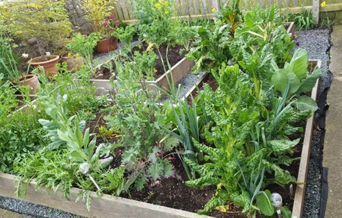 Picture of raised beds