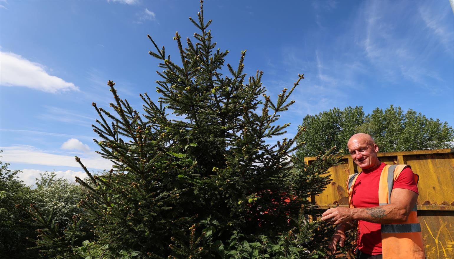 Rescued trees given new lease of life at tip