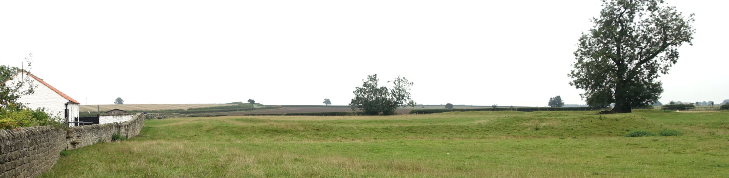 A field with a large tree to the right of the shot