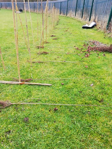 Some trees being planted