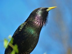Photo of starling