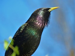 Photo of starling