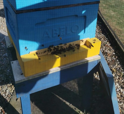 Photo of bees around beehive