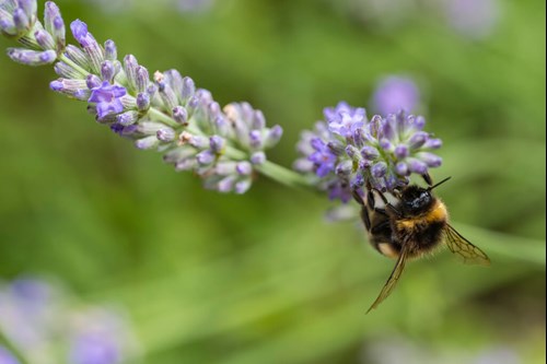 Bumblebee