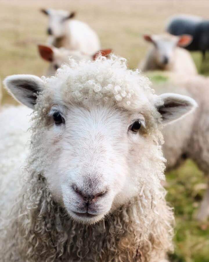 Darlington Wool Fair 