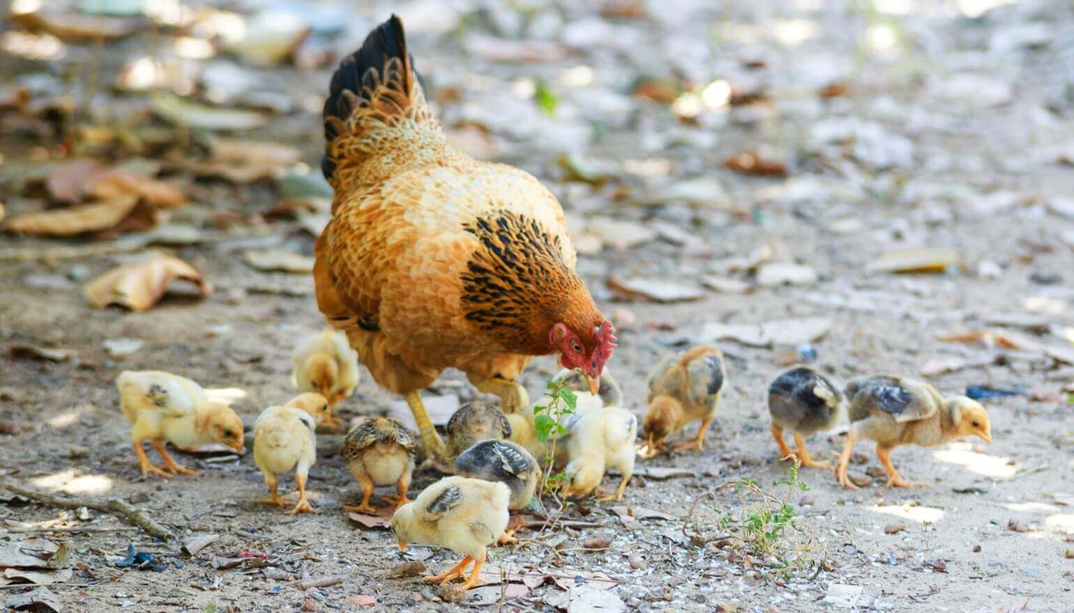 Bird flu prevention measures extended to Darlington