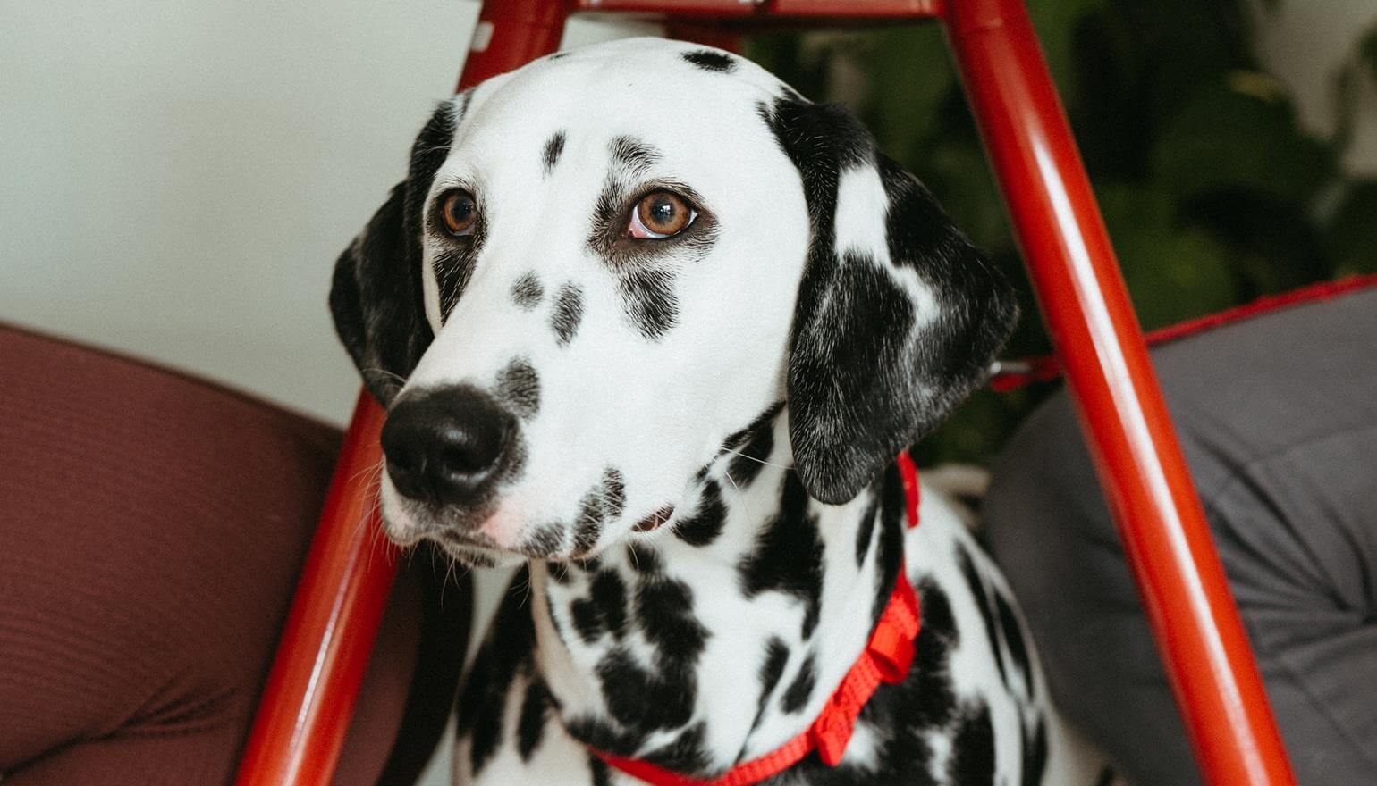 Help your dog to be a good neighbour